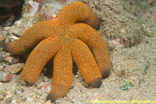 sea star